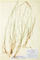 藏品(剪股穎屬)的圖片